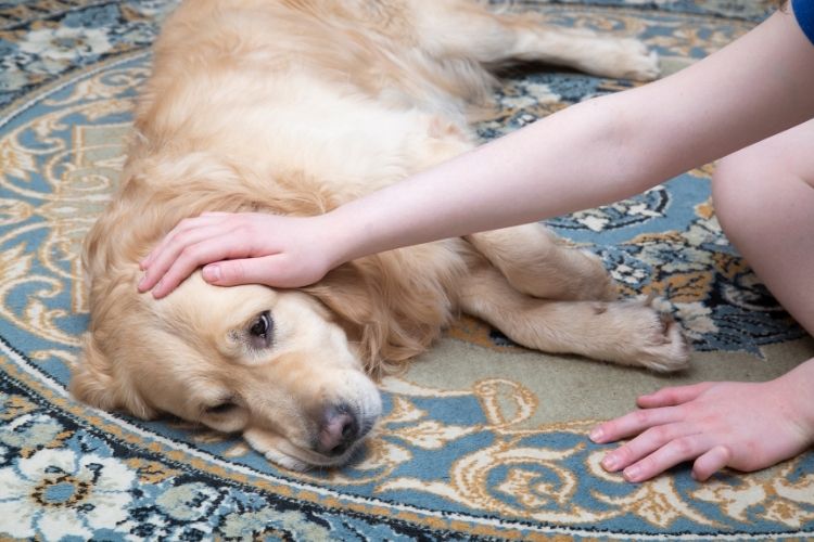 Golden Retriver