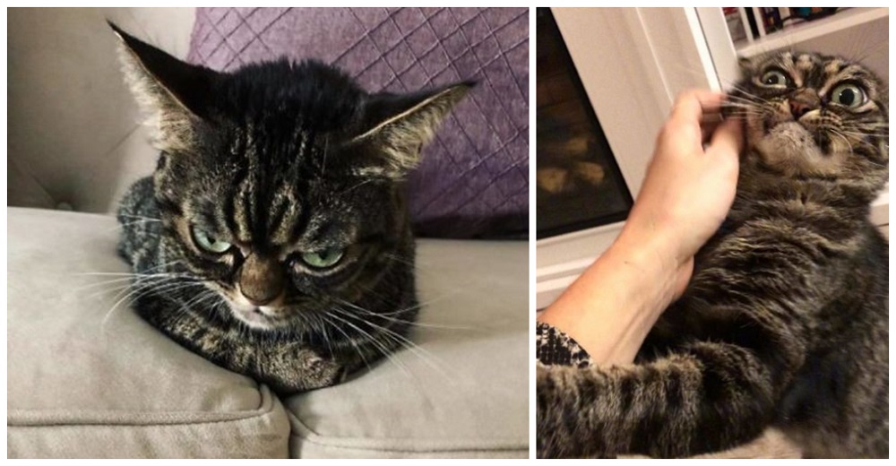 Las fotos de la gatita con su ceño súper fruncido demuestran que es la reina del mal humor Las fotos de la gatita con su ceño súper fruncido demuestran que es la reina del mal humor