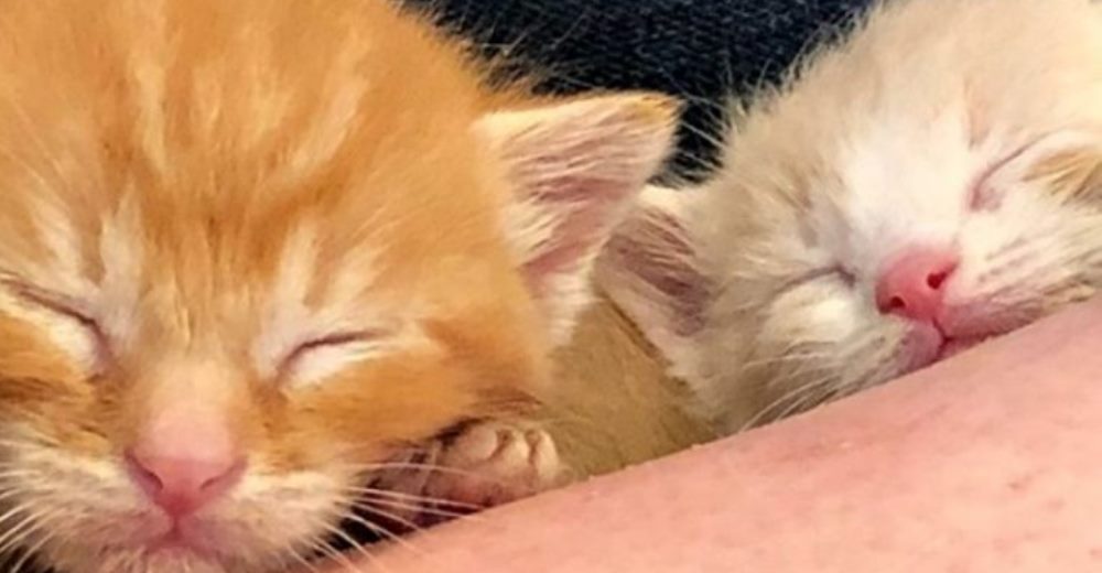 El dueño de una gata enferma pide que la sacrifiquen y abandona a sus gatitos recién nacidos