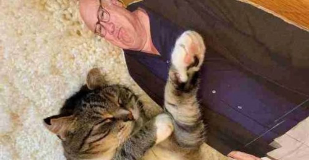 Un gato convierte la figura de cartón de una celebridad en su amigo inseparable Un gato convierte la figura de cartón de una celebridad en su amigo inseparable