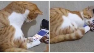 Gatito termina con los ojos humedecidos al ver a su dueño fallecido en un vídeo en el teléfono