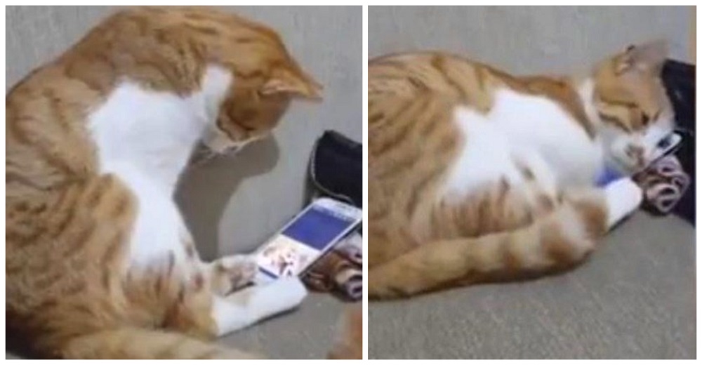 Gatito termina con los ojos humedecidos al ver a su dueño fallecido en un vídeo en el teléfono