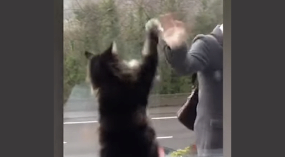 Sociable gatito no puede parar de saludar con su patita a todos los que pasan por su ventana Sociable gatito no puede parar de saludar con su patita a todos los que pasan por su ventana