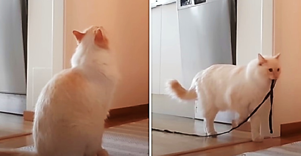 Graba a su gato para ver lo que hacía mientras permanecía solo en casa y llora desconsolada Graba a su gato para ver lo que hacía mientras permanecía solo en casa y llora desconsolada