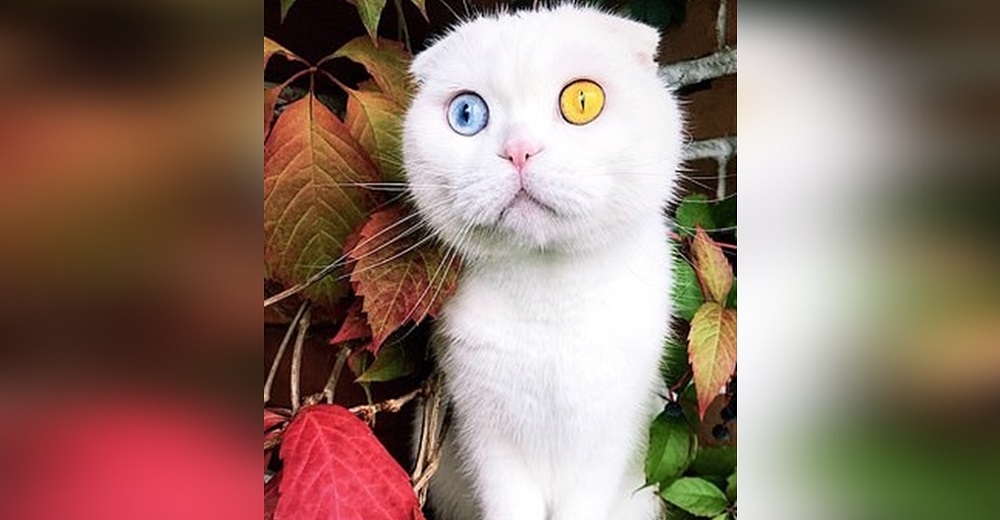 Un gato sufre el rechazo de todos por el peculiar aspecto de sus ojos diferentes