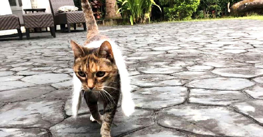 «Se enfada si tratamos de quitársela» – Su gata jamás quiere dejar de usar su nueva bufanda