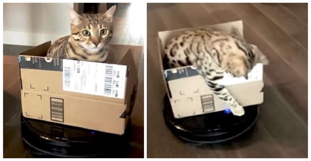 Gato obsesionado por las cajas descubre su nuevo juego favorito y no para
