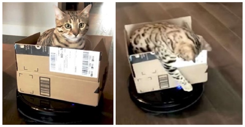 Gato obsesionado por las cajas descubre su nuevo juego favorito y no para Gato obsesionado por las cajas descubre su nuevo juego favorito y no para