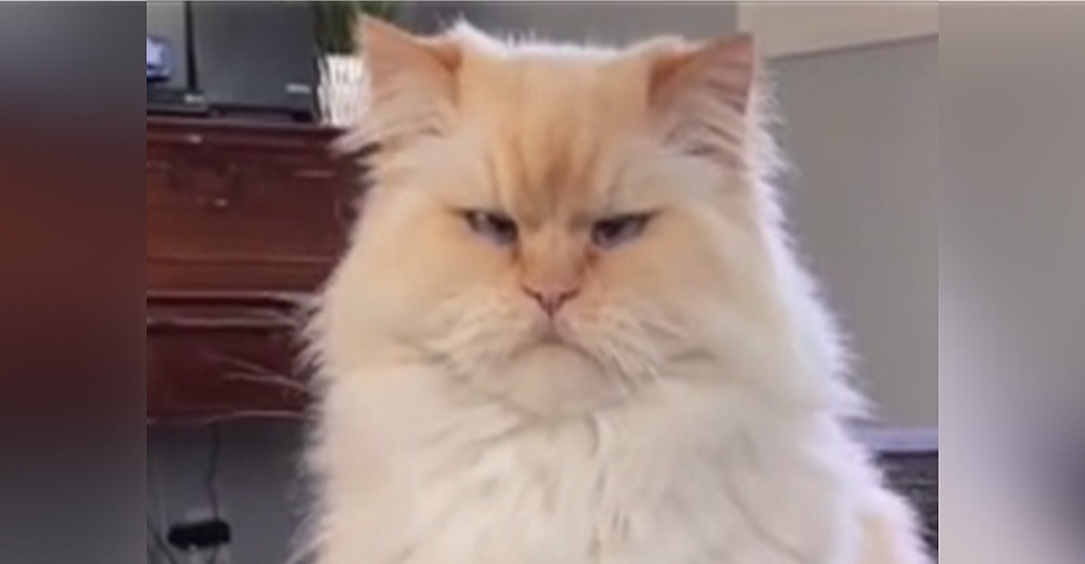 Un enfadado gatito sabe cómo hacer para exigir a su dueña las golosinas que tanto desea Un enfadado gatito sabe cómo hacer para exigir a su dueña las golosinas que tanto desea