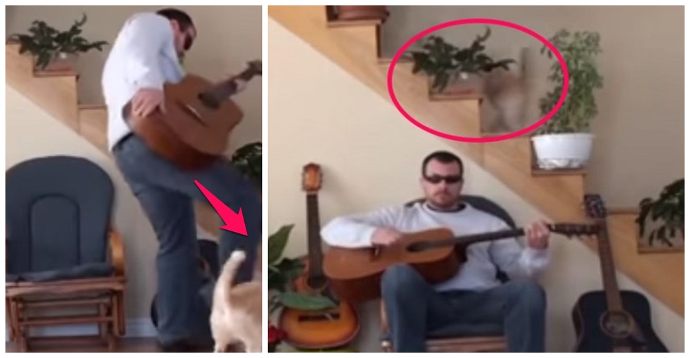 Un gato sufre por la maldad de su dueño y la venganza del minino se hace viral Un gato sufre por la maldad de su dueño y la venganza del minino se hace viral