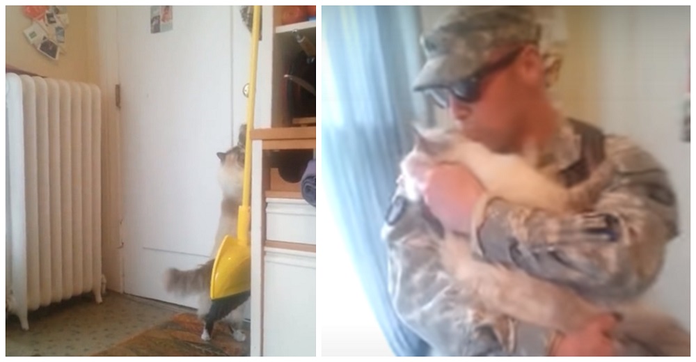 Un gatito hace llorar a su padre soldado al recibirlo después de la guerra