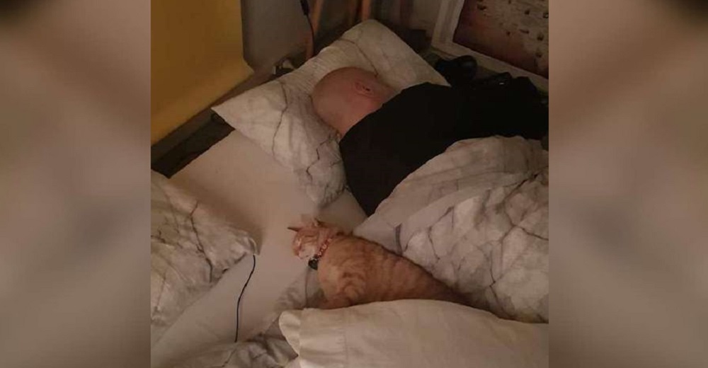 Un gato se escabulle en la casa de sus vecinos todas las noches para pasar a dormir con su amigo Un gato se escabulle en la casa de sus vecinos todas las noches para pasar a dormir con su amigo