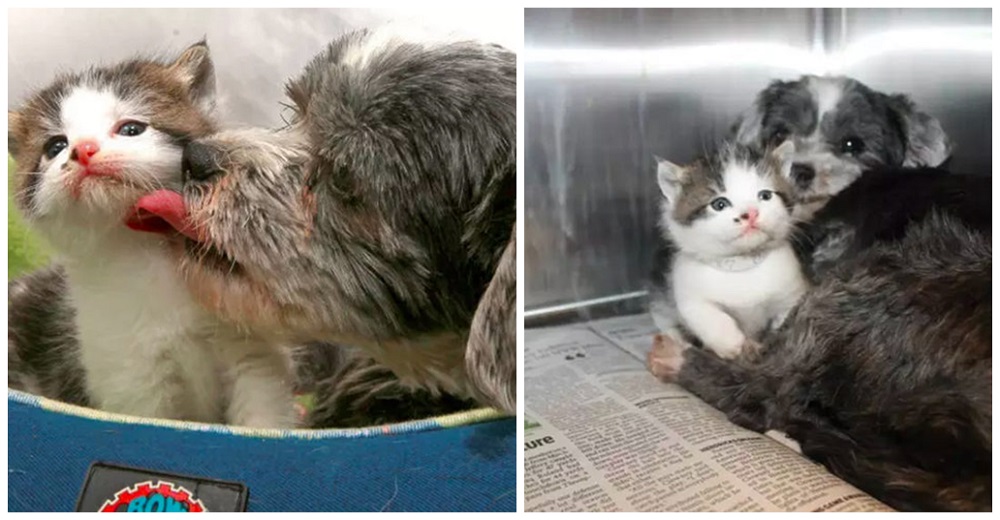 Perrita salvó a una gatita de un barranco, la hallaron amamantándola con amor como si fuera suya