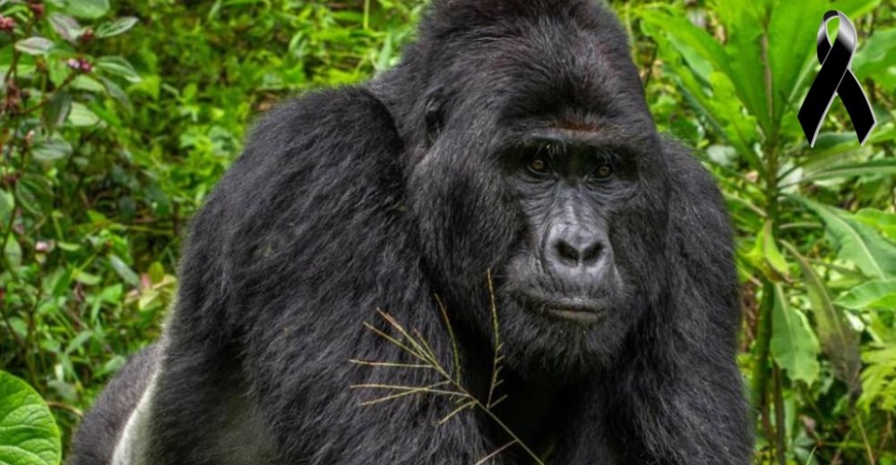Unos cazadores furtivos acaban con la vida de uno de los últimos gorilas de montaña del mundo