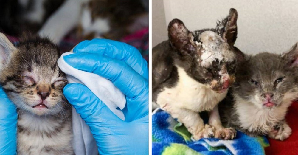 Los policías luchan para salvar a 9 gatitos a punto de morir en un devastador incendio Los policías luchan para salvar a 9 gatitos a punto de morir en un devastador incendio