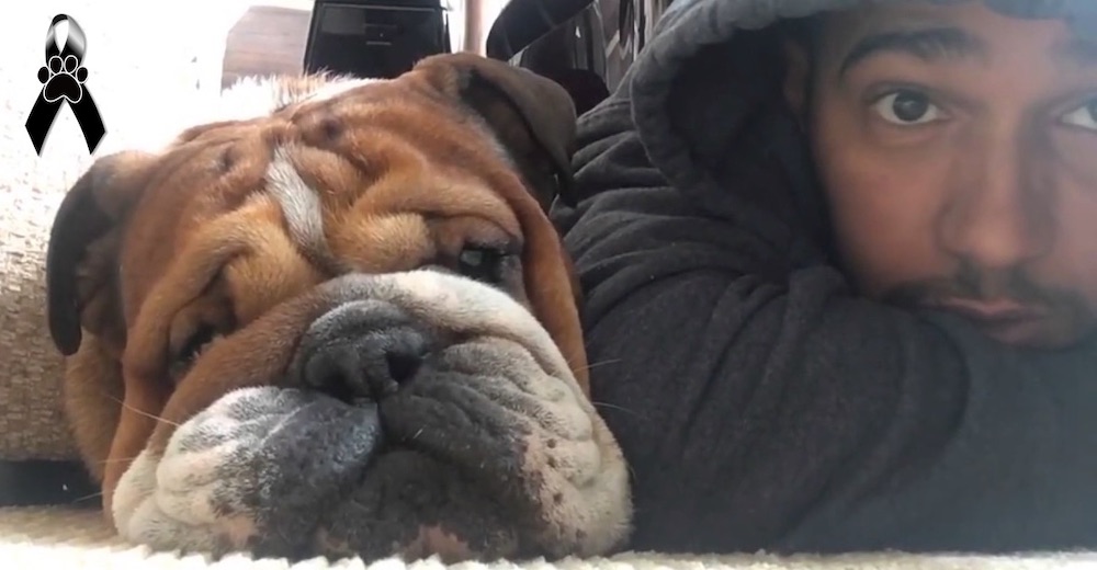 Lewis Hamilton con el corazón roto después de que su amada perrita muriera en sus brazos Lewis Hamilton con el corazón roto después de que su amada perrita muriera en sus brazos