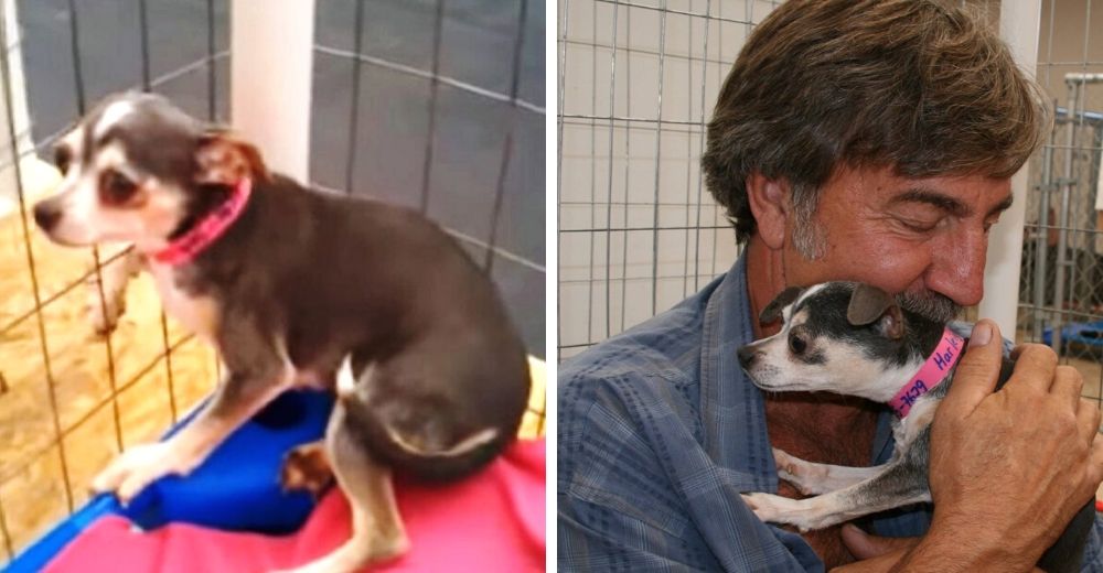 La perrita que estuvo durante 3 años en una jaula es acariciada por primera vez La perrita que estuvo durante 3 años en una jaula es acariciada por primera vez
