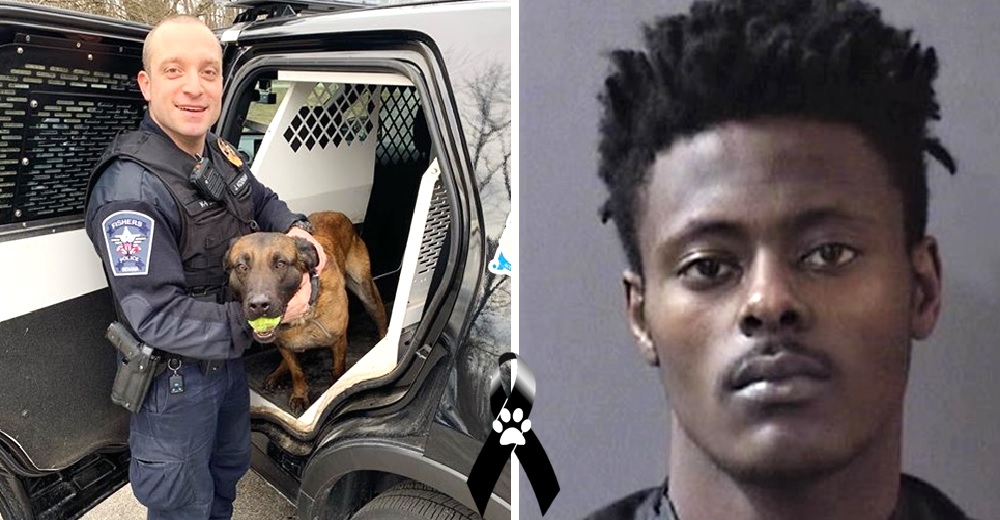 Dictan sentencia contra el sujeto que acabó con la vida de Harlej, el valiente perro policía Dictan sentencia contra el sujeto que acabó con la vida de Harlej, el valiente perro policía
