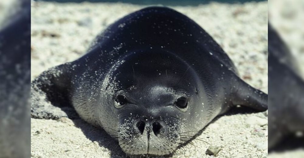 Hallan sin vida a una querida y emblemática foca en peligro de extinción