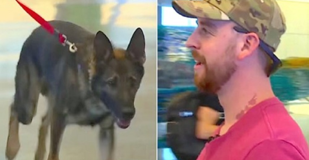 Nervioso soldado temía que su perro no lo recordara después de 3 años tristemente separados