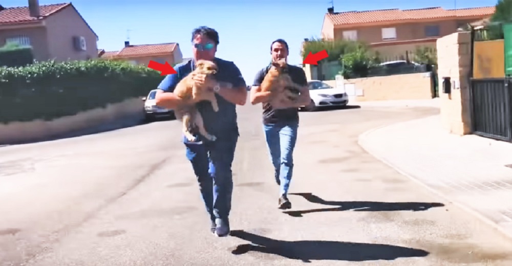 Rescatistas entran sin permiso a una casa para salvar a 2 perritos que recibían malos tratos Rescatistas entran sin permiso a una casa para salvar a 2 perritos que recibían malos tratos
