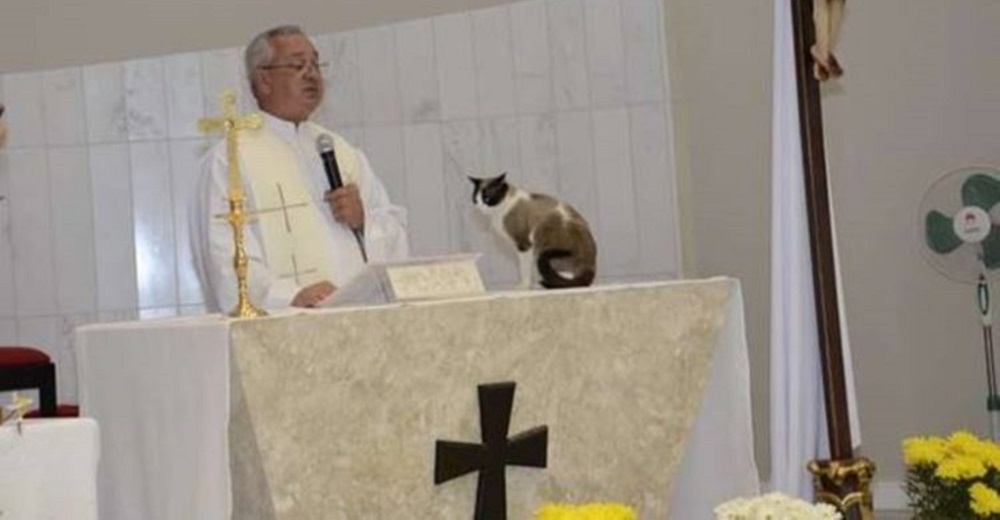 Gatito callejero aparece de la nada sobre el altar en plena misa y el sacerdote reacciona Gatito callejero aparece de la nada sobre el altar en plena misa y el sacerdote reacciona