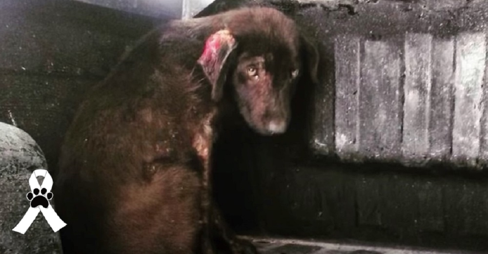 Perrito abandonado con extrañas lesiones en su piel conoce el verdadero amor antes de partir