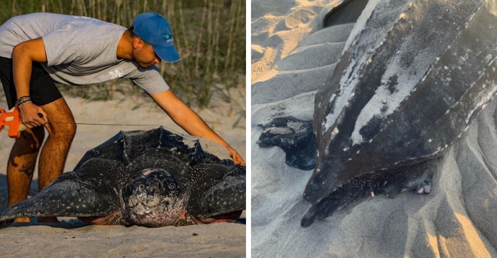 La tortuga más grande del mundo en peligro de extinción sorprende a todos en la playa