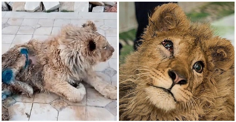 Rompen las patas a un cachorro de león para que no pudiera escapar de las fotos con turistas