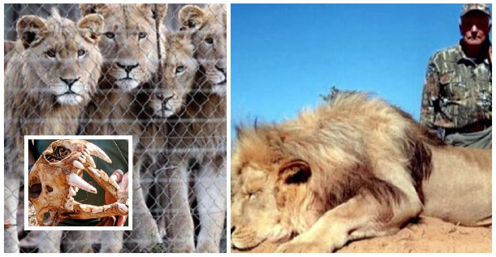 El comercio de leones para la fabricación de medicinas y joyas podría causar otra pandemia