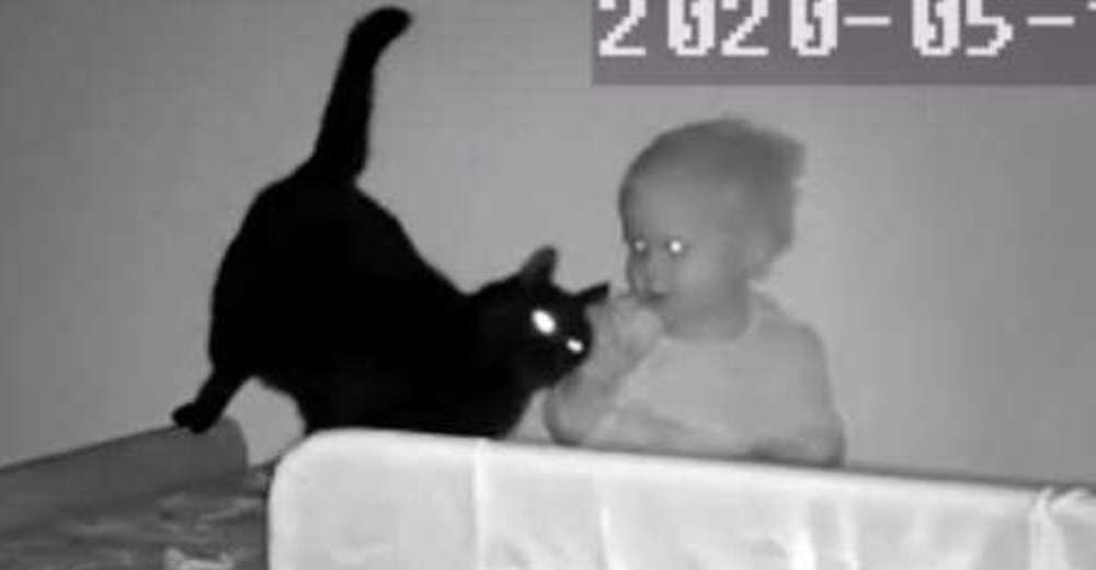 Mira en el monitor al gato celoso metiéndose en la cuna del bebé y acercándose a su rostro Mira en el monitor al gato celoso metiéndose en la cuna del bebé y acercándose a su rostro