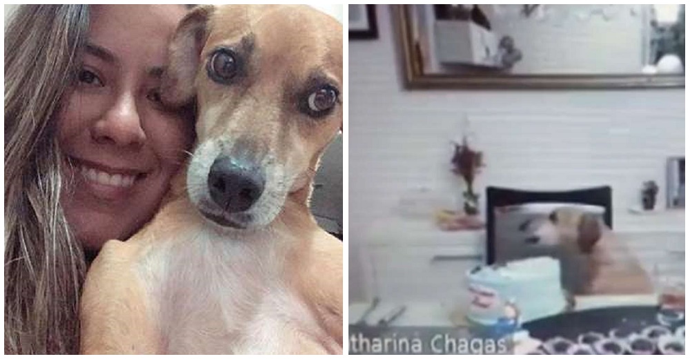 Roba el pastel de cumpleaños de su dueña sin saber que la estaban grabando Roba el pastel de cumpleaños de su dueña sin saber que la estaban grabando