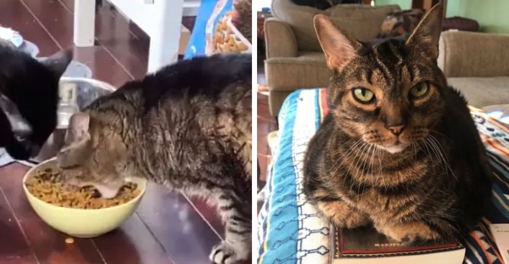 Asegura que su gato come igual que un hipopótamo y difunde un vídeo para probarlo Asegura que su gato come igual que un hipopótamo y difunde un vídeo para probarlo
