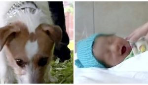Pequeño perrito arrastra a su dueño en la maleza al ver a una bebé luchando por su vida