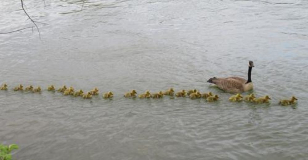 Esta gansa cuida con amor de 47 bebés y los mantiene a salvo