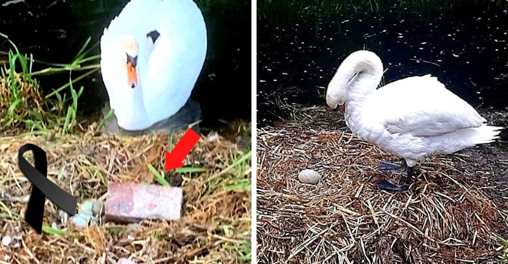 Mamá cisne muere de «corazón roto» después de que adolescentes destruyeran sus huevos por nacer