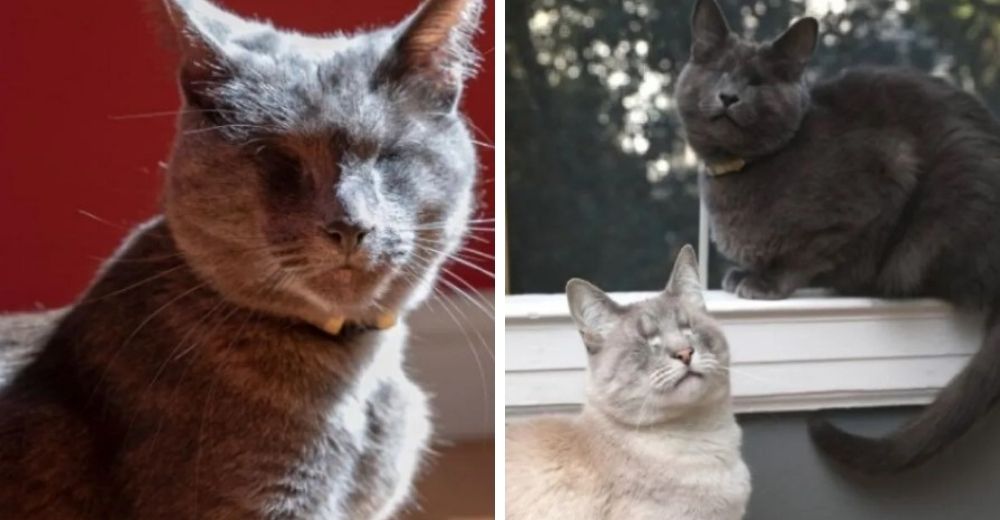 Gatitos ciegos que nadie quería son rescatados y encuentran un amoroso hogar para siempre Gatitos ciegos que nadie quería son rescatados y encuentran un amoroso hogar para siempre