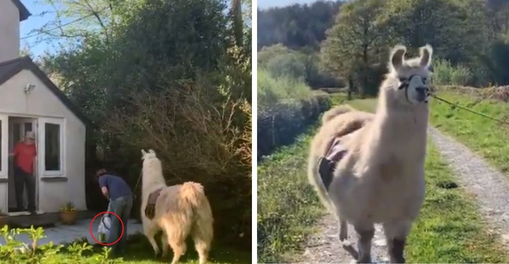 Una llama entrega comida a domicilio a la población más vulnerable ante la pandemia de COVID-19