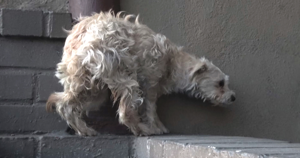 Salvan a una perrita abandonada que tenía terror de ser tocada por un ser humano Salvan a una perrita abandonada que tenía terror de ser tocada por un ser humano
