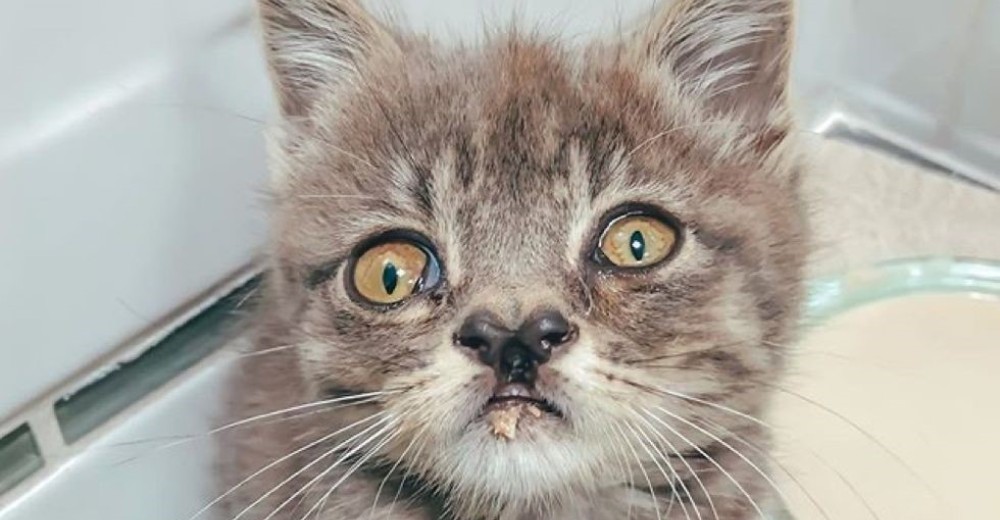 Gatito con ojos desiguales y nariz hendida recupera la esperanza tras ser rescatado de la calle Gatito con ojos desiguales y nariz hendida recupera la esperanza tras ser rescatado de la calle