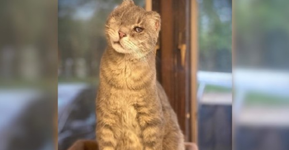 Gatito lesionado que no soportaba tanto dolor es recatado minutos antes de ser sacrificado Gatito lesionado que no soportaba tanto dolor es recatado minutos antes de ser sacrificado
