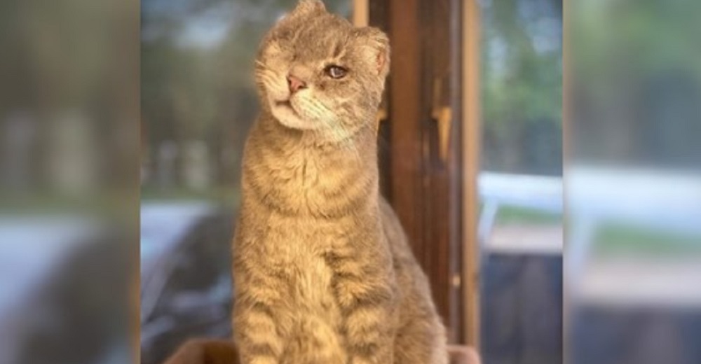 Gatito lesionado que no soportaba tanto dolor es recatado minutos antes de ser sacrificado