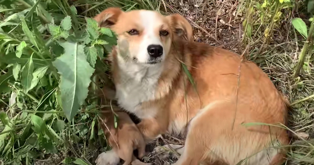 Abandonan a una perrita tras dar a luz en una carretera y ella se queda esperando que regresen Abandonan a una perrita tras dar a luz en una carretera y ella se queda esperando que regresen