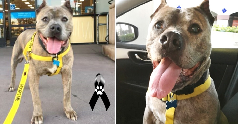 «La había pasado mal. Se veía en sus cicatrices» – Dulce perrito conoce el amor antes de partir