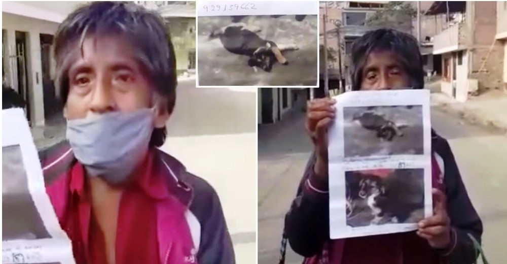 Todos los días recorre las calles y entre lágrimas suplica ayuda para encontrar a su perrita Todos los días recorre las calles y entre lágrimas suplica ayuda para encontrar a su perrita