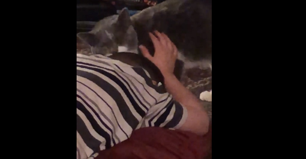 La reacción de un gato al ver a su hermano humano de condición especial llorando en el suelo La reacción de un gato al ver a su hermano humano de condición especial llorando en el suelo