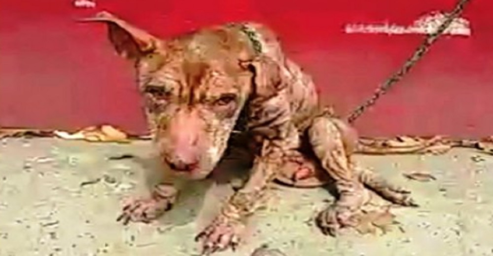 Perrito ciego y sordo, sollozaba en silencio atado a un poste rogando que alguien se apiadara Perrito ciego y sordo, sollozaba en silencio atado a un poste rogando que alguien se apiadara