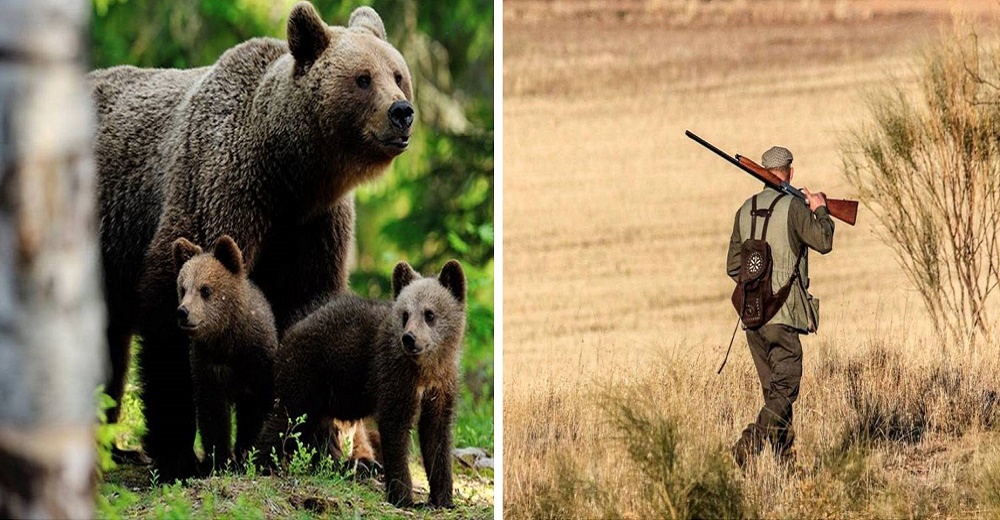 Nuevas reglas «increíblemente crueles» permitirán a los cazadores actos deplorables con crías
