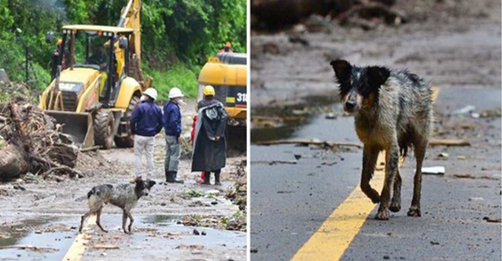 Ven a un perrito desesperado olfateando los escombros en busca de sus dueños desaparecidos