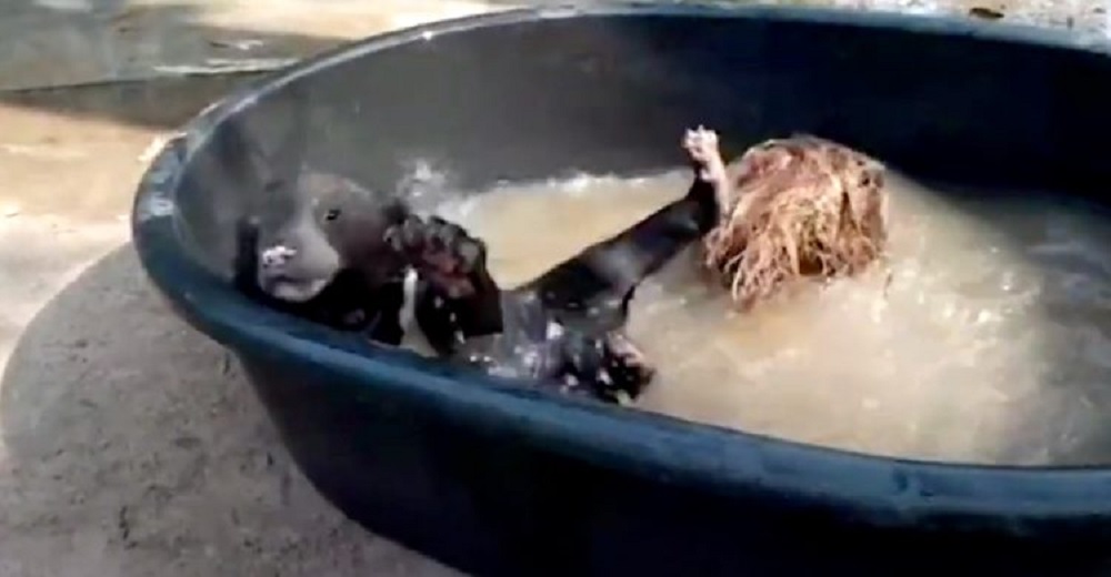 Oso bebé lejos de los temibles humanos es descubierto disfrutando como nadie en una bañera